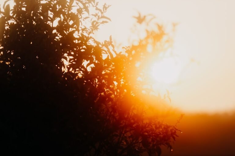 Captivating silhouette of tree leaves with a warm and vibrant sunset in the background.